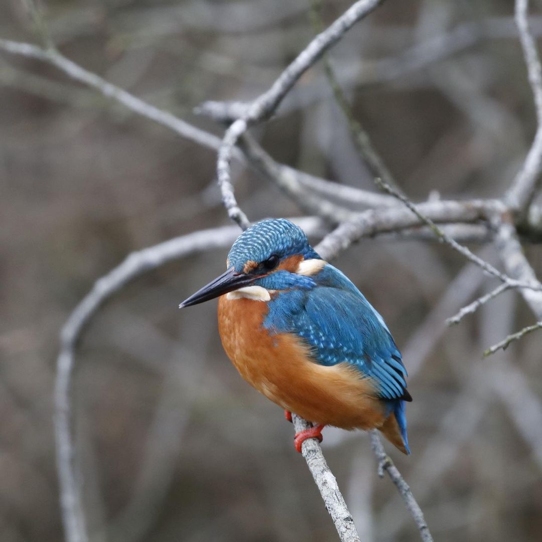 IJsvogel